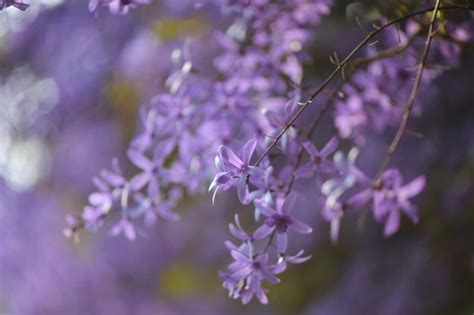 許願藤風水|【開花筆記】最浪漫的花：紫色錫葉藤